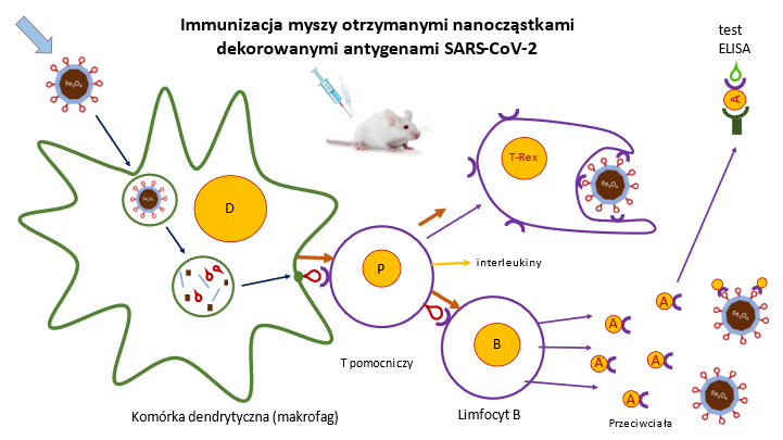 Rys. 3. Sprawdzenie immunogenności nanocząstek udekorowanych rekombinowanymi białkami otoczki wirusa SARS-CoV-2