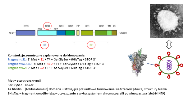 Rys.1. Fragmenty białek wirusa SARS-CoV-2 wybrane do projektu